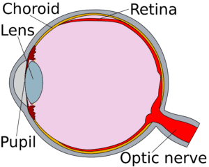 Car accident head injury detached retina 