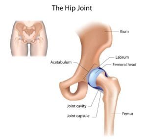 The hip joint illustration