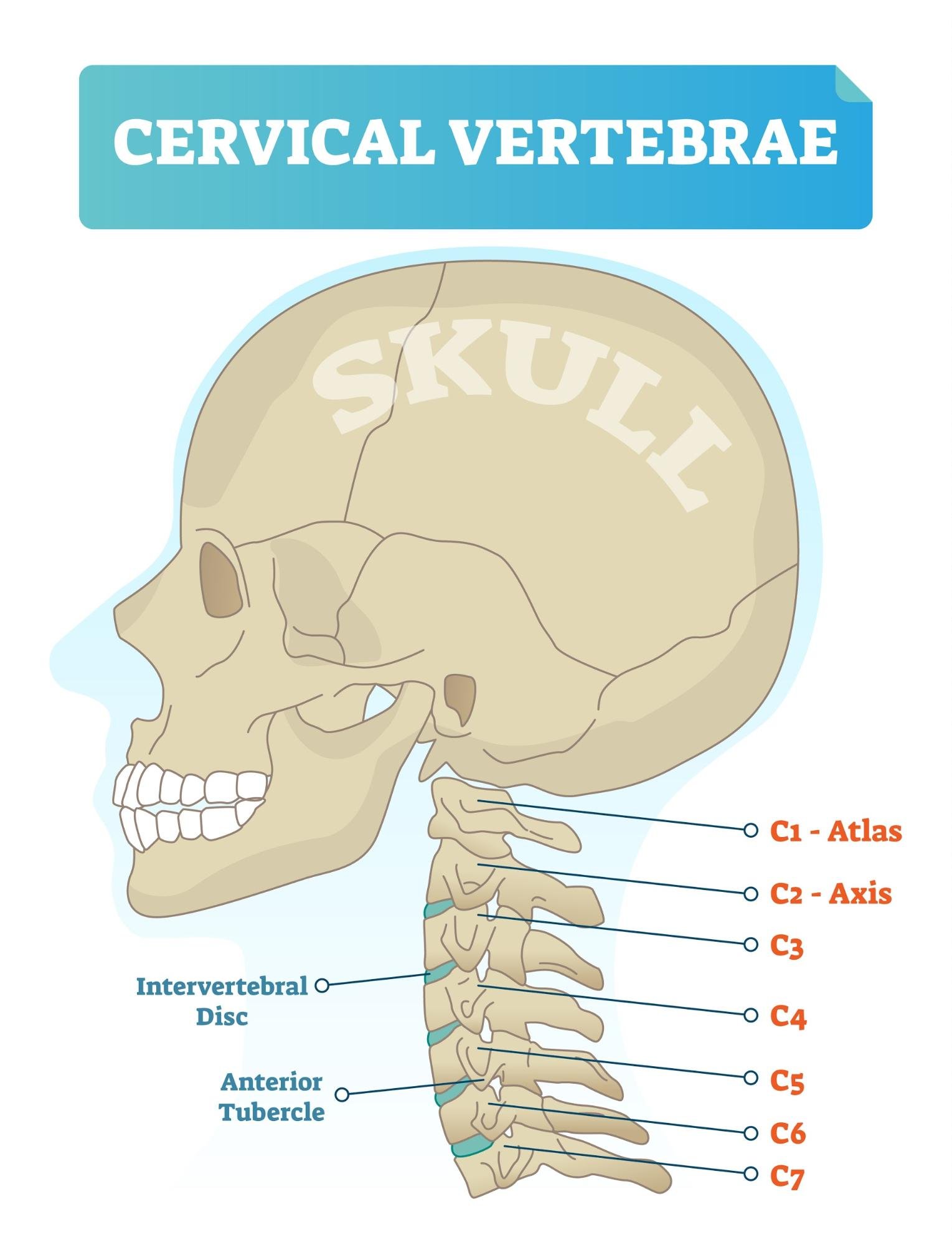 Diagram of the cervical vertebrae