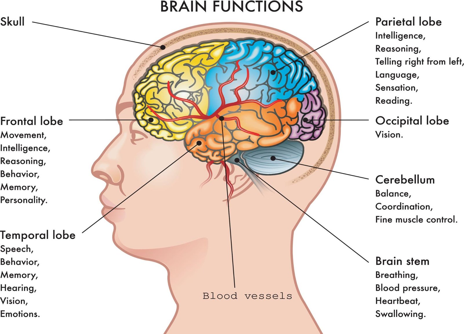 Diagram of the human brain