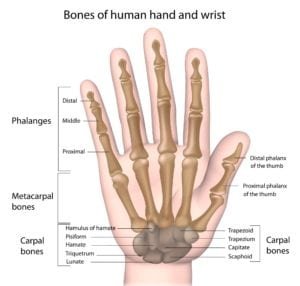 Anatomy of the hand with labels