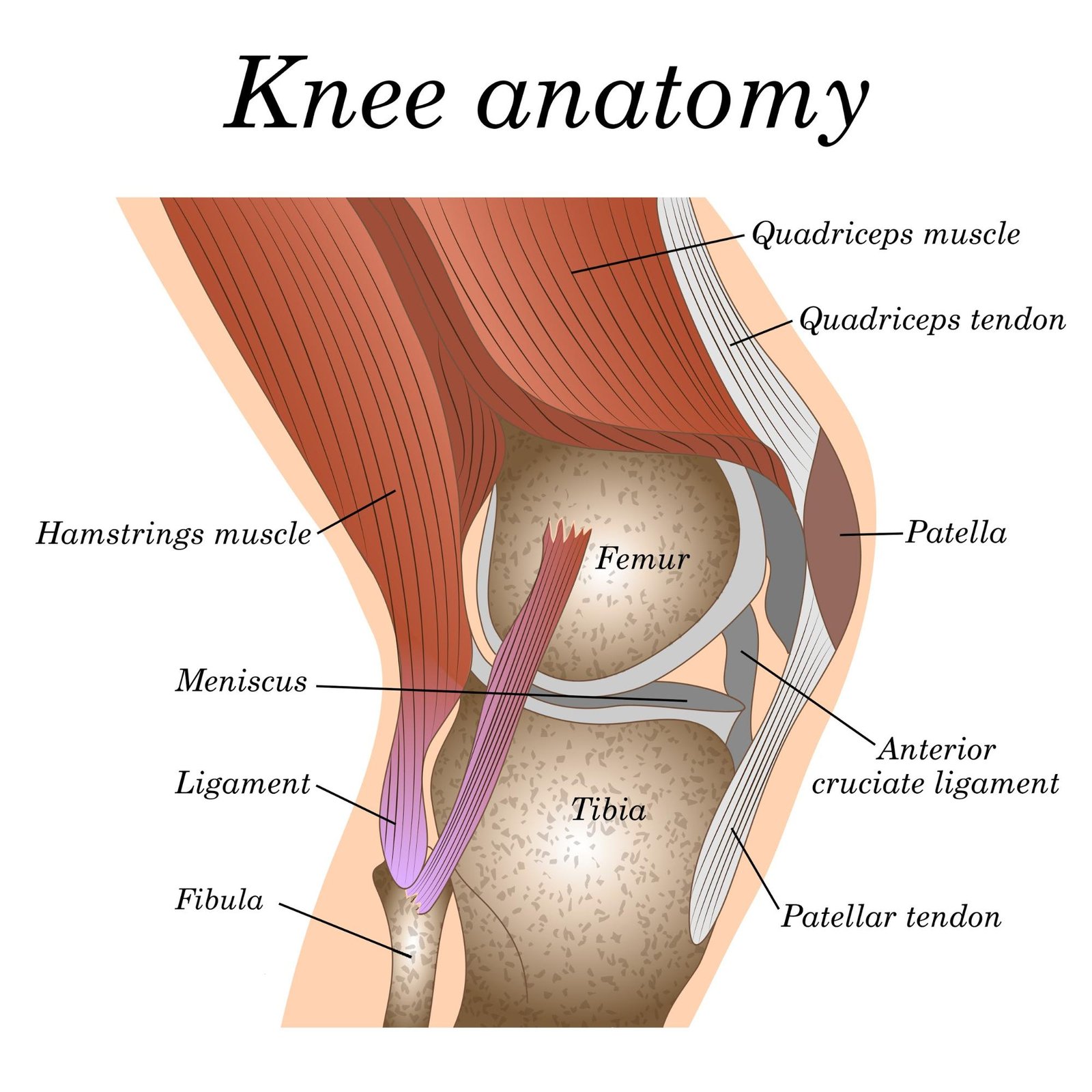 Anatomy of the knee joint